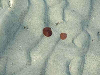 BeachDay_(06-17-2003)_003