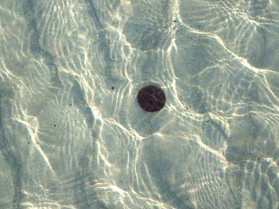 BeachDay_(06-17-2003)_004
