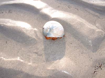 BeachDay_(06-17-2003)_007