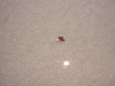 BeachDay_(06-17-2003)_013