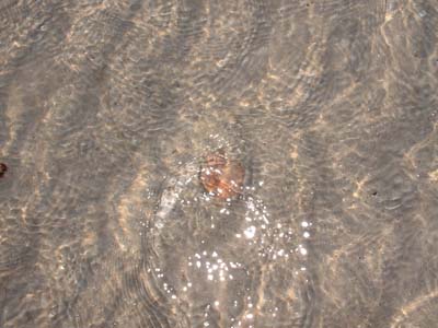 BeachDay_(06-17-2003)_015