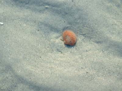 BeachDay_(06-17-2003)_016